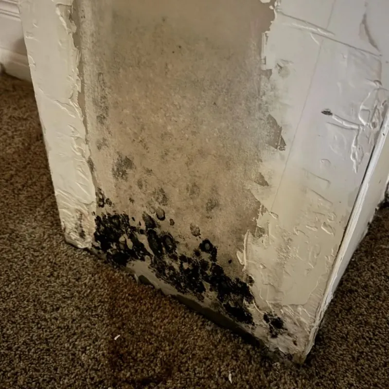 Professional Mold Removal in Chelmsford, MA